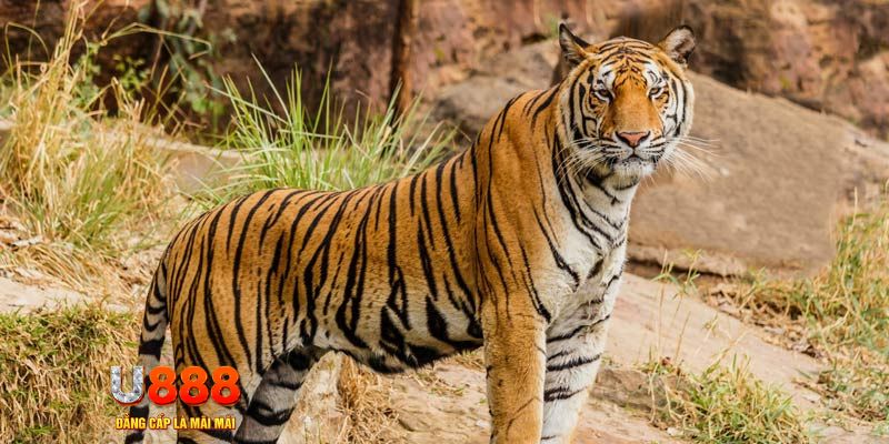 333win com ban ca vip online