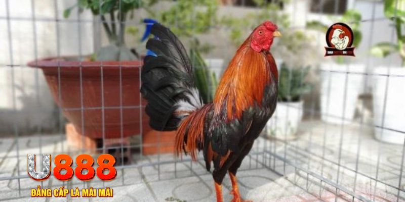 333win com nổ hũ chơi như thế nào