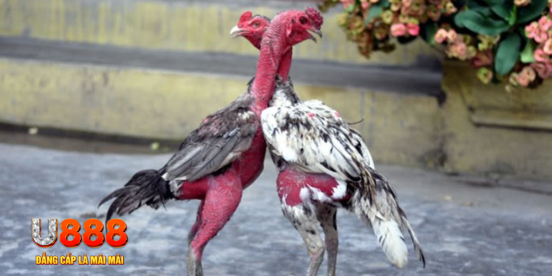 333win com bàn cầu điểm số tay trước trong baccarat là gì