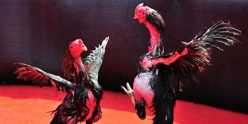 333win com Spribe Điện Tử